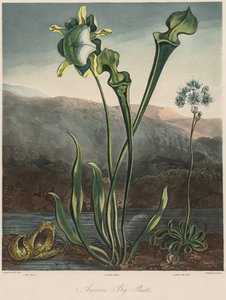 Il Tempio della Flora: Piante palustri americane da Thomas Sutherland