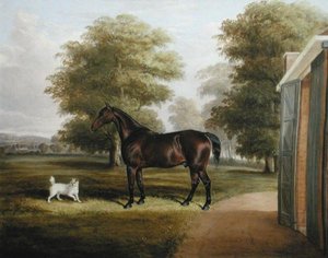 Un cavallo baio con un terrier da Thomas W. Bretland