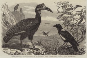 Bucero Abissino, Corvo dal Collo Bianco e Piccolo Bucero, nei Giardini della Società Zoologica, Regent
