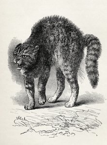 Gatto terrorizzato da un cane, da 