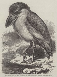 Il Boat-Bill, nei giardini della Zoological Society, Regent
