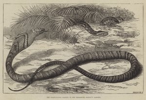 Il Serpente Mangia-Serpenti nei Giardini della Società Zoologica