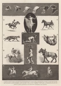 Movimenti degli animali illustrati dalle fotografie istantanee del signor Muybridge da Thomas Walter Wilson