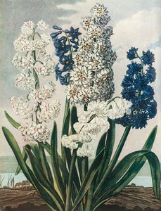 Giacinti da Thomas Warner