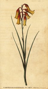 Campane di Natale, Blandfordia nobilis (incisione)