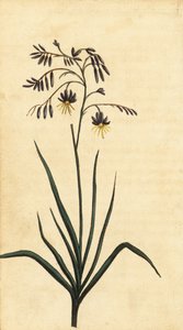 Fiore di roccia del Nuovo Galles del Sud, Australia da Thomas Watling