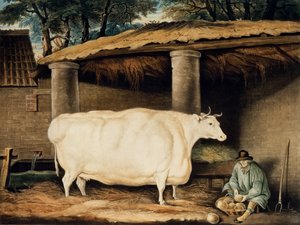 Una giovenca a corna corte, incisa da William Ward, Dartington, 1811 da Thomas Weaver