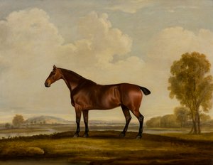 Georgiana: un cavallo da Thomas Weaver