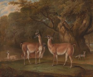 Lama e una volpe in un paesaggio boscoso da Thomas Weaver