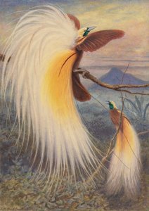 Uccelli del paradiso da Thomas William Wood
