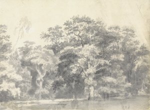 Alberi su una riva del fiume