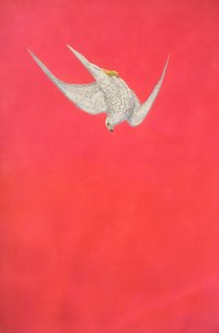 Swoop rosa; Falco gyr