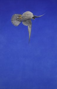 La vite a cavatappi; Falco pellegrino