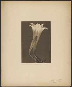 N. 1. da Tina Modotti