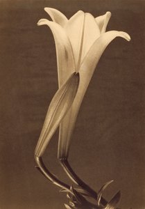 Stampa al platino di un giglio di Tina Modotti da Tina Modotti