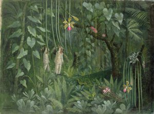 Cacciatori di orchidee del Brasile da Tirzah Ravilious