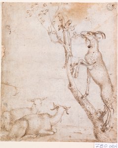 Capre al pascolo