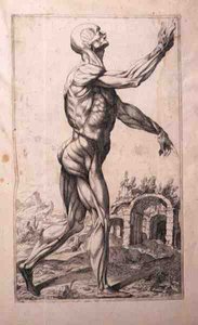 Studio anatomico, di Domenico Maria Bonavera da Titian (c.1488 1576) (after)