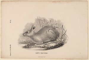 Lepus Palustris da Titian Ramsay Peale