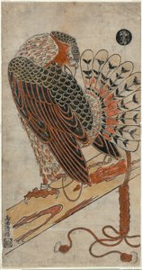 Sparviero (Konori taka)