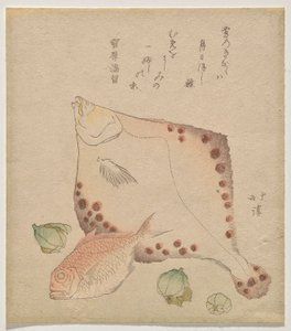 Platessa, orata con boccioli di fukujus? da Totoya Hokkei