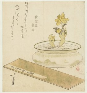 Pianta in vaso e almanacco
