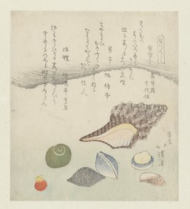 Conchiglia riflettente, conchiglia d
