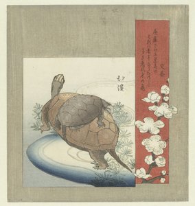 Tartarughe