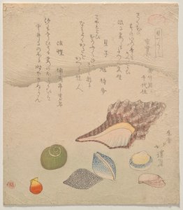 Sette conchiglie al bordo del mare, dalla serie Compendio di conchiglie (Kaizukushi) da Totoya Hokkei