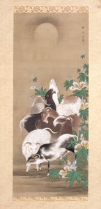 Capre e luna da Toun Kano