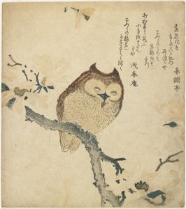 (Gufo), inizio del XIX secolo