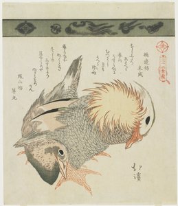Anatra mandarina e drake, c. 1830