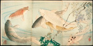 Carpa con glicine da Tsukioka Yoshitoshi