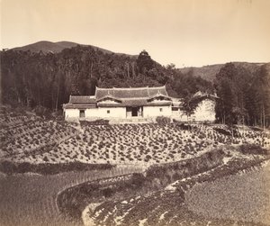 Campo di tè e tempio a Peling, ca. 1869 da Tung Hing.
