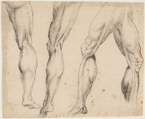 Gambe. Studi anatomici da Ubekendt
