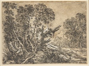 Paesaggio boschivo con un albero spezzato