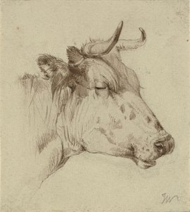 Testa di una Mucca da Ubekendt KKSgb7508 KKSgb7512