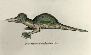 Rappresentazione di un drago marino. Tavola di un manoscritto di Storia Naturale di Ulisse Aldrovandi (1522-1605) sui mostri