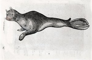 Rappresentazione di una foca. Tavola illustrata da un manoscritto di Storia Naturale di Ulisse Aldrovandi (1522-1605), fondo Ulisse Aldrovandi, Biblioteca Universitaria di Bologna, ed. 1603.