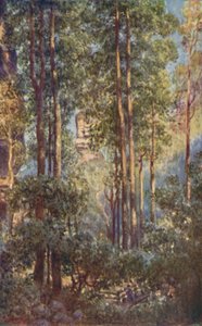 Una valle boscosa nel Nuovo Galles del Sud, 1923