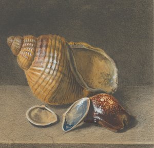 Una conchiglia di ciprea e altre conchiglie, fine XVII-metà XVIII secolo