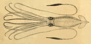 Diagramma del calamaro gigante, 1881 da Unbekannt