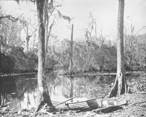 Un affluente del fiume St. Johns, Florida, USA, c1900 da Unbekannt