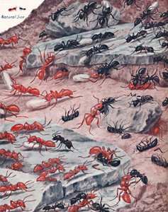 Un feroce raid di schiavi nel mondo delle formiche