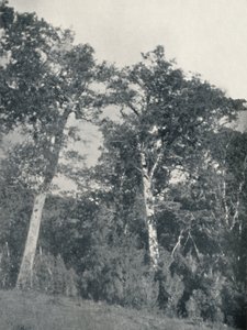 Una foresta di faggi antartici a Temuco, 1911
