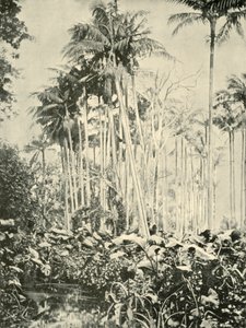 Un boschetto di palme, 1901 da Unbekannt