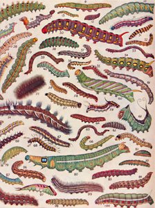 Cento diversi tipi di bruchi di farfalle e falene, 1935 da Unbekannt
