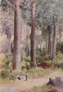 Una foresta di Kauri, 1923 da Unbekannt