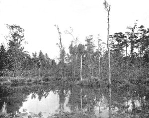 Una palude della Louisiana, USA, c1900 da Unbekannt