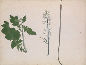 Pianta di ravanello, seme e fiore da Unbekannt